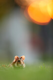 Image. Common Hamster 