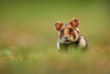 Image. Common Hamster 