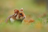 Image. Common Hamster 