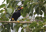 Image. Common Hill Myna
