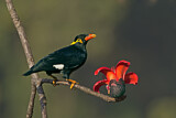 Image. Common Hill Myna
