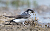 Image. Common House Martin 