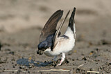 Image. Common House Martin 