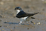 Image. Common House Martin 