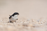 Image. Common House Martin 