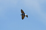 Image. Common House Martin 
