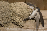 Image. Common House Martin 