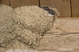 Image. Common House Martin 