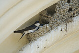 Image. Common House Martin 
