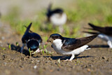 Image. Common House Martin 