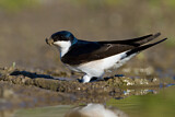 Image. Common House Martin 