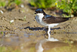 Image. Common House Martin 