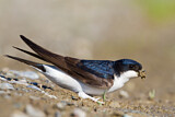 Image. Common House Martin 
