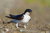 Image. Common House Martin 