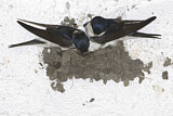 Image. Common House Martin 