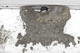 Image. Common House Martin 