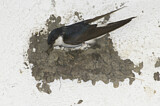 Image. Common House Martin 