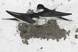 Image. Common House Martin 
