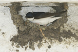 Image. Common House Martin 