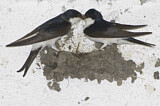 Image. Common House Martin 