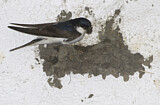 Image. Common House Martin 