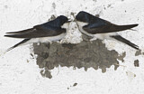 Image. Common House Martin 