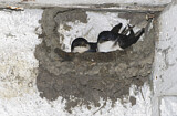 Image. Common House Martin 