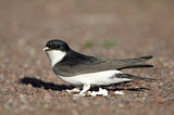 Image. Common House Martin 