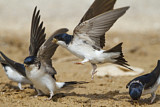 Image. Common House Martin 