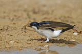 Image. Common House Martin 