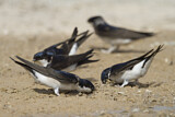 Image. Common House Martin 