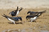 Image. Common House Martin 