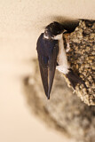 Image. Common House Martin 