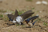 Image. Common House Martin & Barn Swallow