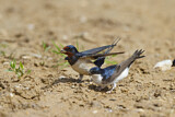 Image. Common House Martin & Barn Swallow