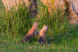 Image. Common Kestrel