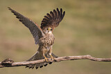 Image. Common Kestrel