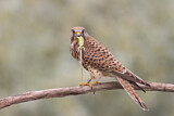 Image. Common Kestrel