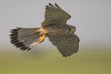 Image. Common Kestrel