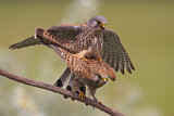 Image. Common Kestrel