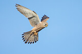 Image. Common Kestrel