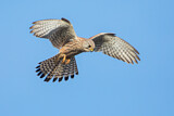 Image. Common Kestrel