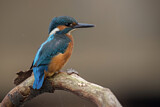 Image. Common Kingfisher