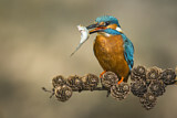 Image. Common Kingfisher