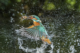 Image. Common Kingfisher