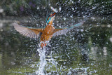 Image. Common Kingfisher