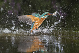 Image. Common Kingfisher