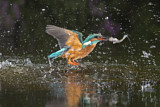 Image. Common Kingfisher