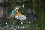 Image. Common Kingfisher