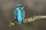 Image. Common Kingfisher